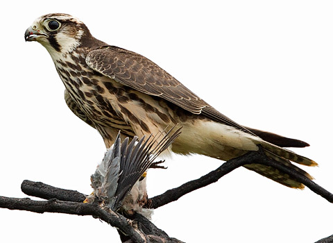 immature Lanner Falcon